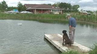 Pine Ridge quotTuckerquot  pudelpointer with handler Brian Muir [upl. by Floridia]