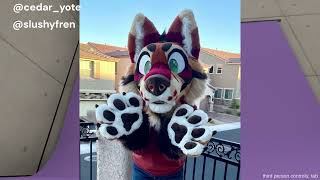 I Officially Commissioned My Fursuit cedaryote [upl. by Adan]