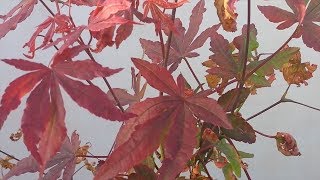 Atropurpureum Maple Bonsai Tree [upl. by Dacey82]