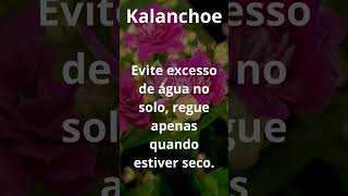 KALANCHOE PLANTA shortvideo [upl. by Ocirederf347]