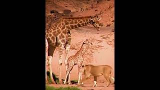 Giraffe accidentally kicks her daughter animals Giraffe [upl. by Uile]