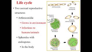 Coccidioidomycosis I Coccidioides immitis I Medical mycosis I Medical microbiology I [upl. by Rolo142]