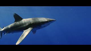 Oceanic whitetip shark  Carcharhinus longimanus [upl. by Ieso980]