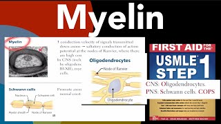 Myelin Myelinsheath Schwann cells amp Oligodendrocytes in HindiUrdu by first aid for USMLE step 1 [upl. by Oniram510]