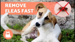 How to ELIMINATE FLEAS From DOGS 🐶🕷️  7 Effective Methods ✅ [upl. by Oniuqa173]