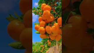 Orange sardi a rhi hai  viralvideo youtubeshorts shortsvideos 1million animatedvideo [upl. by Oicnerual]