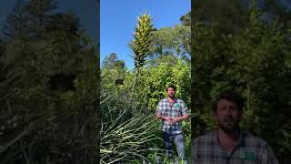 Garden Highlight  Puya chilensis [upl. by Oswald]