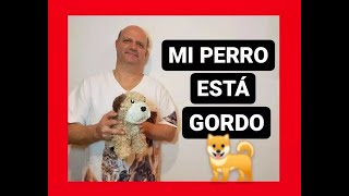 Mi perro está gordo [upl. by Adnahsal]