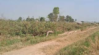 4 Acre Agriculture Land For Sale in Haryana  9255380380  farming [upl. by Anma]