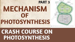 PhotosynthesisClass 11NCERTPart 3Mechanism Of PhotosynthesisCrash CourseNEETAIIMSBiology [upl. by Elaweda]