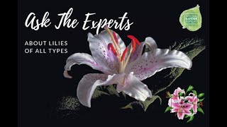 Ask the Experts About Growing All Types of Lilieslily garden homegarden [upl. by Far56]