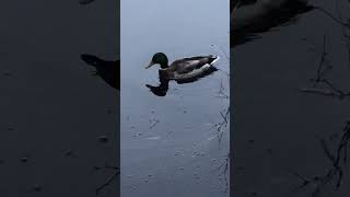 0 music 0 sound effects just duck [upl. by Enitsud]