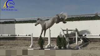 2018 AES gelding by Hermantico Freejump FOR SALE [upl. by Ralf763]