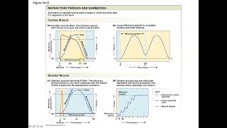 Unit 3 Part 6 Myocardial Action Potentials and the Influence of the ANS [upl. by Llenram]