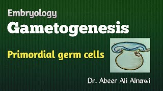 8 Embryology Gametogenesis  Part 1 Primordial germ cells Dr Abeer Ali Alnawi [upl. by Miru]