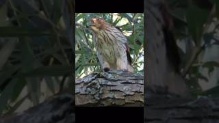 hawk 🐧eating on top of a tree 🌳 nature wildlife [upl. by Mosa]