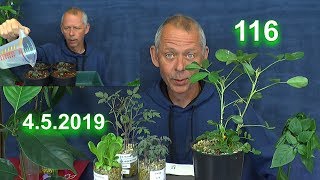 Erdnuss Anzucht Update  Tomaten Anzucht Test gelungen und umpflanzen Salat  Erde Spezial [upl. by Doykos]