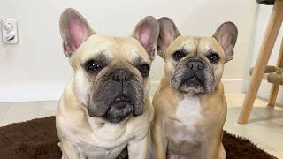 15 Sounds French Bulldogs Make In Under 5 Minutes TOO FUNNY [upl. by Nanor]