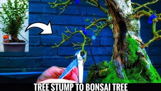 Transform Your Bonsai with Privet Hedge  Ligustrum ovalifolium [upl. by Macri416]