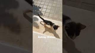 Astray kitten shortvideo viralshorts cat catlover [upl. by Nwahsiek]