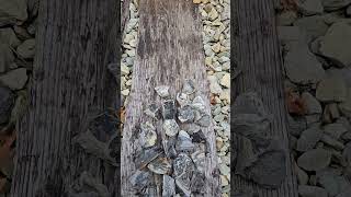 Railroad Chert Finds railroadchert teamrockit thefinders [upl. by Fiester]