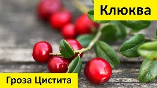 Клюква  гроза Цистита [upl. by Anaujait]