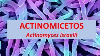 Microbiologia Médica Actinomyces israelli Actinomicetos [upl. by Aztin]