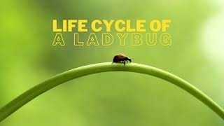 Ladybug  Life Cycle  Learn Facts about Ladybugs [upl. by Enomed]