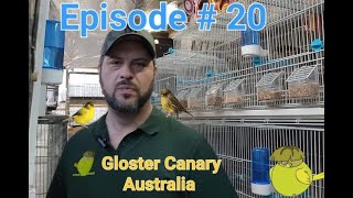 Episode  20 Gloster Canary Australia perparing for breeding season [upl. by Ynelram653]