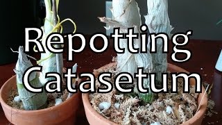 Repotting Catasetum [upl. by Nohsyt]