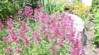 Agastache Rosie Posie  Hummingbird Mint Anise Hyssop  Rosie Posie [upl. by Aneen]