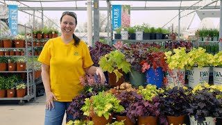 PETITTI Coral Bells  Grow Heuchera for Shade Gardens Pleasing Foliage amp Hummingbirds [upl. by Nolyaw]