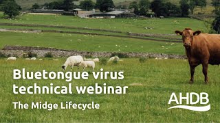 Bluetongue Virus  The Midge Lifecycle  AHDB Webinar [upl. by Esinal]