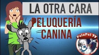 PELUQUERÍA CANINA LA OTRA CARA MENOS AGRADABLE [upl. by Lucilla]