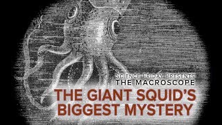 The Giant Squids Biggest Mystery [upl. by Eidur996]