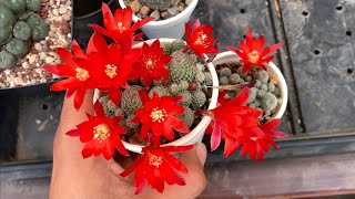 Rebutia heliosa El secreto de sus flores y cuidados Bolivia [upl. by Gnaig]