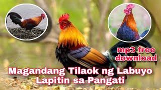 EP2 Magandang Tilaok ng Labuyo  Lapitin sa Pangati [upl. by Acissaj]