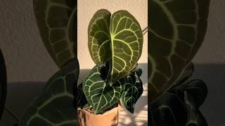 Anthurium Clarinervium plants repottingplants garden plantlover anthurium plantcare plant [upl. by Aihsela454]