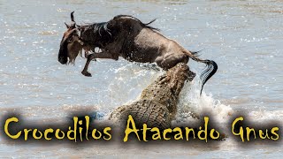 Crocodilos Gigantes do Nilo Atacando e Caçando Gnus  Ataques de Crocodilos a Animais [upl. by Atipul]