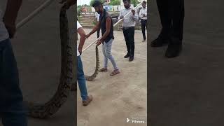 Snake caughtSnake rescue Snake in school Snake on campus Wildlife rescueAnimal rescue at school [upl. by Arihsat276]