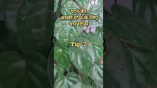 Four Tips to Keep Betel Leaf Plant Healthy and Bushyपान का पौधा है तो चार बातों का ध्यान जरूर रखें [upl. by Gillian]