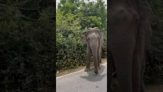 🐘👀  buttala katharagama road  srilanka elephant travelsl travel srilankanwildlife කතරගම [upl. by Avlasor]