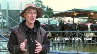 DairyNZ Improving Cow Flow [upl. by Anaid]