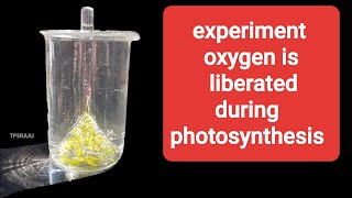 O2 is liberated during photosynthesis experiment [upl. by Malamud]