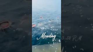 Ameenpur lake fishes  Hyderabad viralvideo shorts fish hyderabad hydra [upl. by Irah]