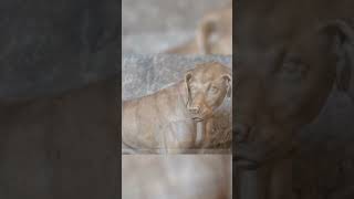 GrecoRoman dog epitaphs AncientRome Dogs anthropology [upl. by Pierette981]