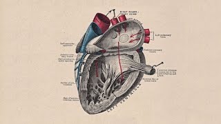 STORY OF A HEARTDevelopment of Interatrial Septum  Interventricular Septum and Trunchus Arteriosus [upl. by Utica]