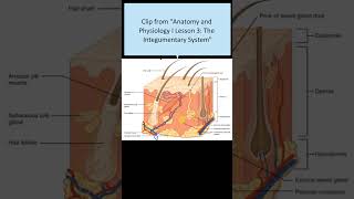 Clip from Anatomy and Physiology I Lesson 3 [upl. by Anillek826]