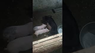 Piglets [upl. by Sayce]