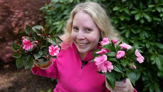 SunPatiens vs New Guinea Impatiens [upl. by Avitzur]